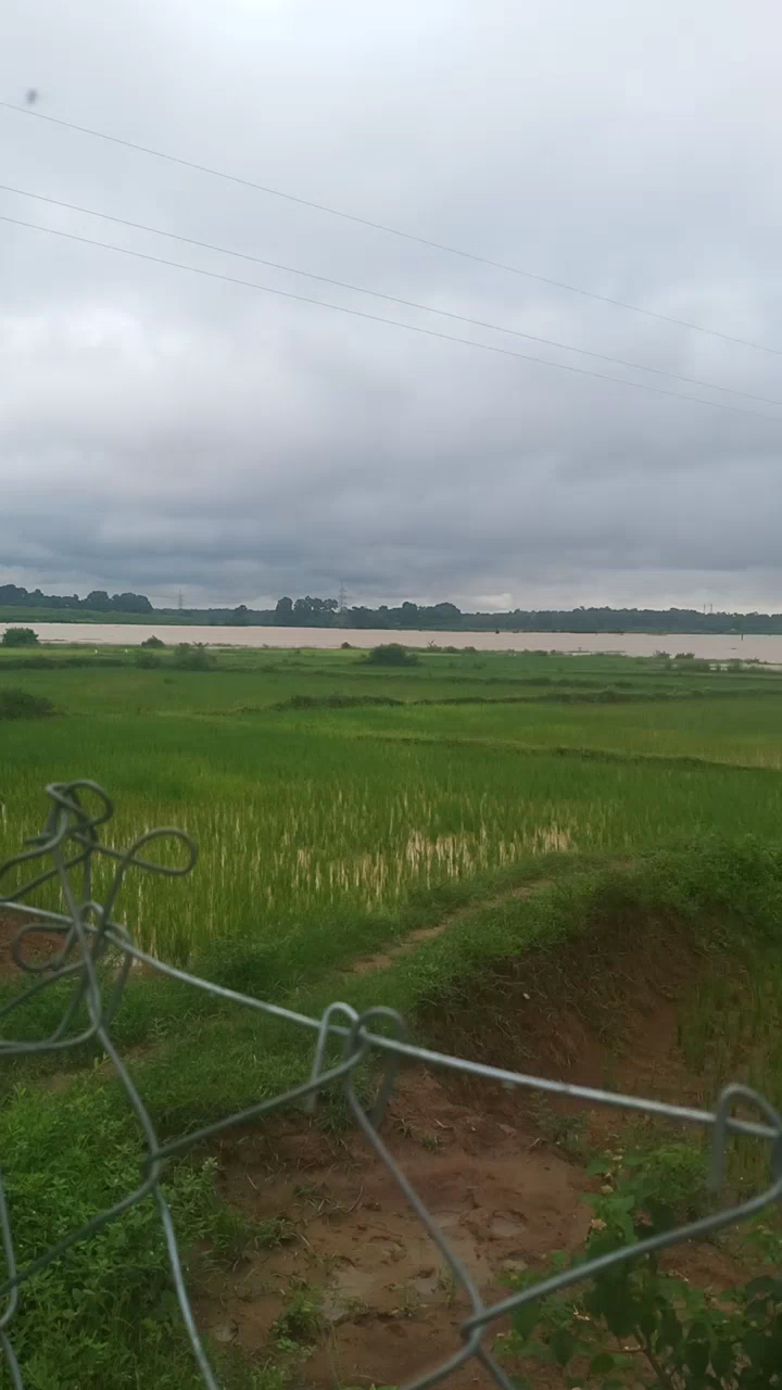 जगदलपुर: इंद्रावती के बाढ़ का पानी घुसा खेतों में किसानों के खेत पूरी तरह से डूब गए हैं#flood2020