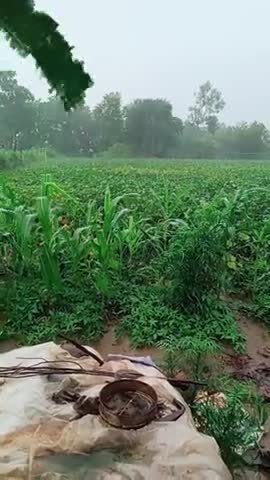 सतवास: सतवास तहसील के खल गांव में बारिश होती हुई कितने दिनों के बाद बारिश हुई #satwas #khal #vijayrajdevda