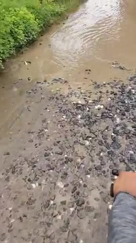 गावां: मालडा सड़क का बुरा हाल से परेशान जनता, 3 इंच तक गहरे गड्ढे हुए #ganwan #malda #jharkhand
