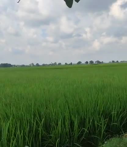 तरारी: Mere Gaw ki kheti ﻿#kheti #kheti