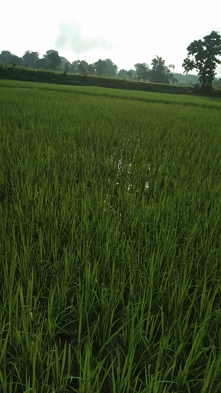 सिहावल: Kisan ki ho raha hai samasshya#uriya khadi. #kisan koi bhi Sarkar Nahin chahie