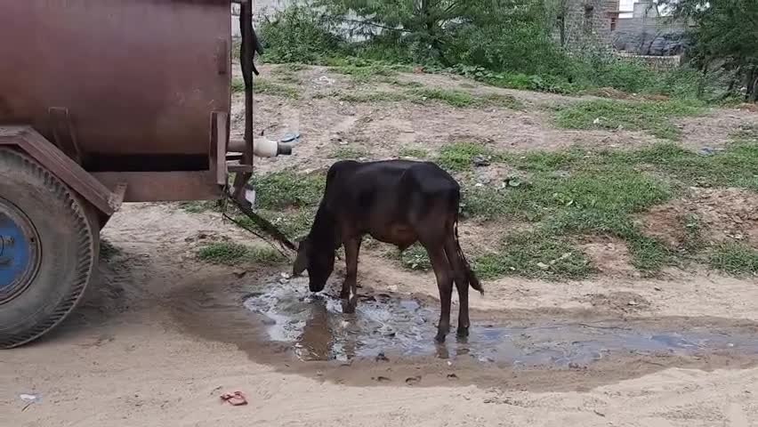 ये प्यास है बड़ी ...इस वीडियो को देखकर आपको भी मिलेगी एक सीख #Bhundel