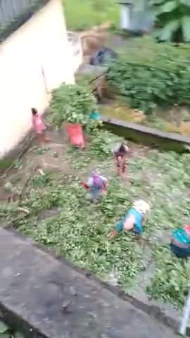 कपकोट: #﻿﻿kapkot main Ghar pe ped gira #aapda