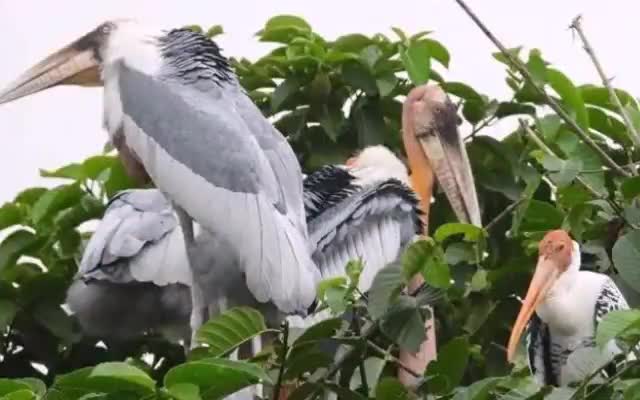 नवगछिया: नवगछिया के कदवा में ही होगा घायल गरुड़ों का इलाज, जीपीएस से होगी ट्रेकिंग, सरकार ने दी ₹53.13 की स्वीकृति
#गरुड़ #नवगछिया