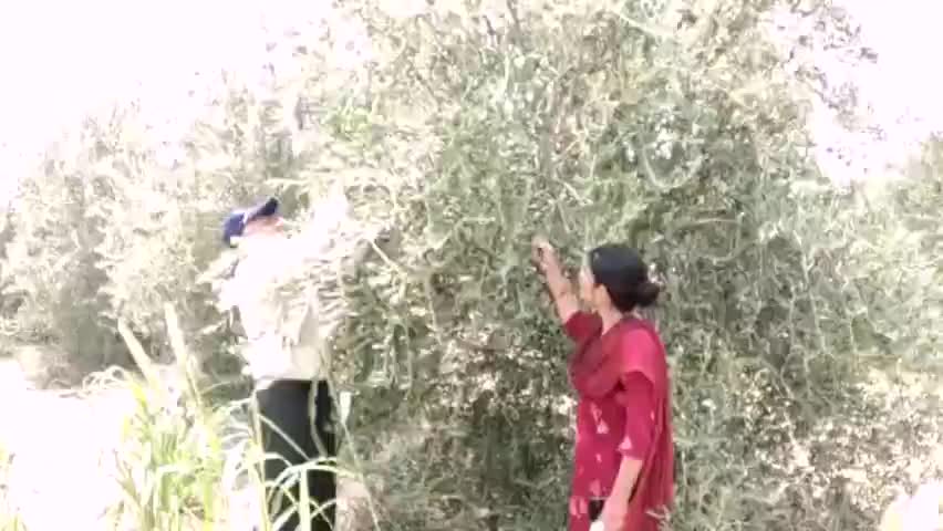 पूंगल: 8 एसएसएम में जैतून की खेती किसानों के लिए बनी प्रेरणा स्रोत, रिटायर्ड ऑफिसर ने बारानी जमीन को किया हराभरा #खेती_किसानी