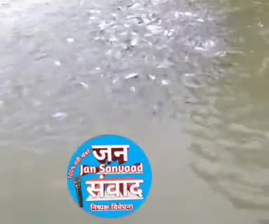 अररिया: अद्भुत मनमोहक नजारा देखिए 
#मछली_जल_की_रानी_है #Fish﻿