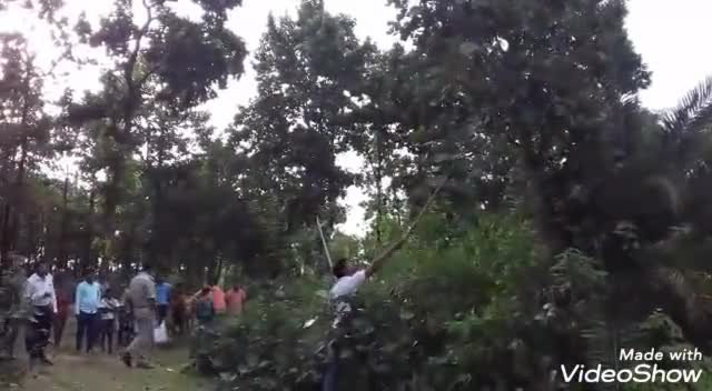 देवीपुर: दल्लूरायडीह गांव में वन विभाग की टीम ने कोबरा सांप को पकड़ कर जंगल में छोड़ा #कोबरा