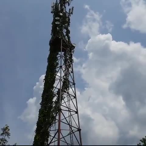 मधुपुर: बीएसएनएल विभाग के मोबाईल टॉवर पर छाई हरियाली, इस विभाग को भी निजीकरण की जरूरत

#मधुपुर #narendramodi