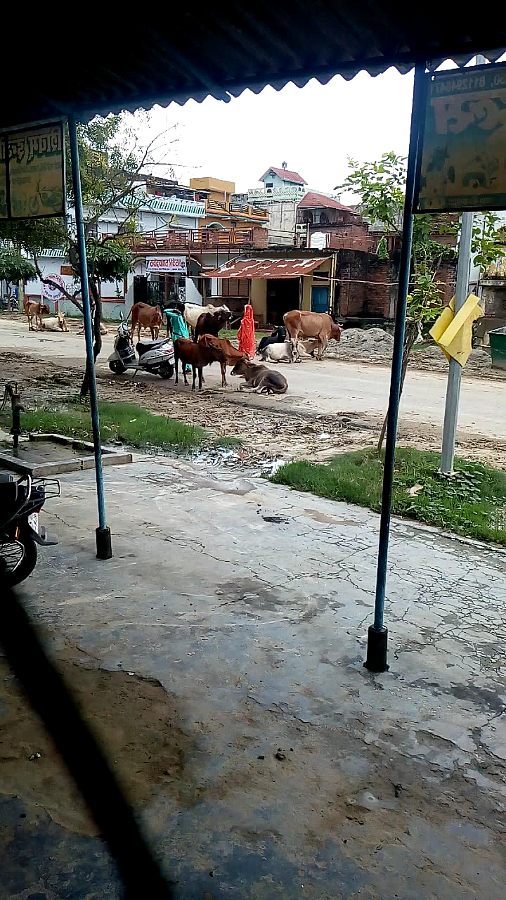 मऊ: #आवारा पशओं का chirayakot नगर पंचायत में फैल रहा मायाजाल। आवाजाही में होराजी है दिक्कत।