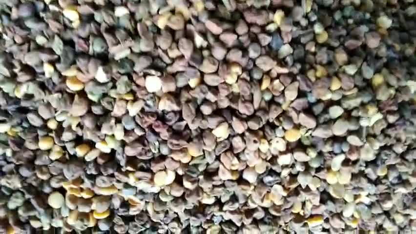 पीपलदा: ग्राम पंचायत ढिपरी चंबल में #डीलर #मनोज #शर्मा द्वारा राशन में दिए गए चने के नाम 😭😭😭😭