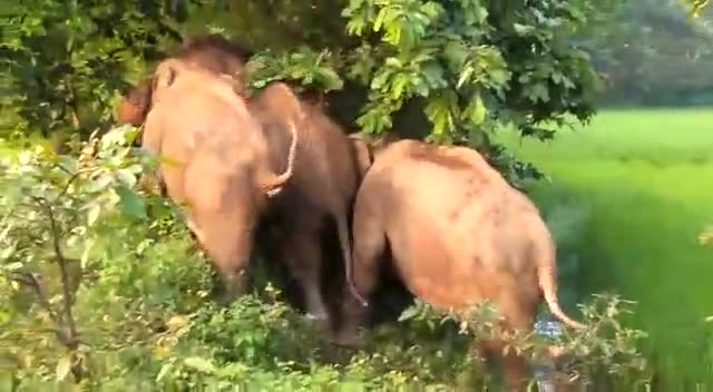 पत्थलगांव: hathio ka pura dal#hathi ka kahr