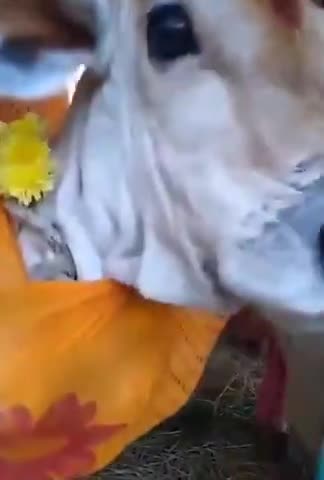 #गौ_माता कि सेवा करने से #सभी_तीर्थो के पुण्यों का #लाभ_मिलता_है । 
#गायत्री_परिवार।