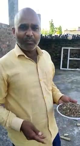काले गेंहू के लाभ एवं उसकी खेती की जानकारी| 
#राष्ट्रीयकिसानविकासमहासंघ प्रवीण जी के नेतृत्व में गुना में कराएगा खेती