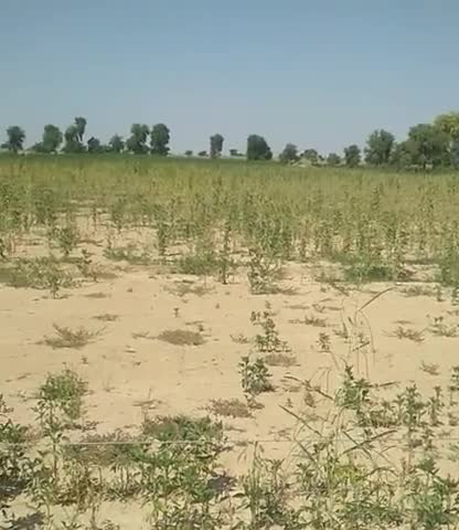 घड़साना: gware ki fsl huii nst. #khetibadi 
Ashok swami #ashok ok fsla hui kharab kisan bhilut hi dukhi hueeeee 
khbae Vistara se