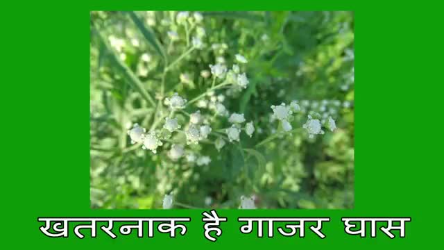 #गाजरघास (खरपतवार) की जानकारी
#राष्ट्रीयकिसानविकासमहासंघ
