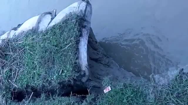 नवगछिया: सकुचा गांव में कोसी का कटाव हुआ तेज, ग्रामीणों ने विभाग को दी सूचना #कटाव