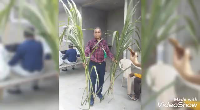 सागवाड़ा: ऑर्गेनिक फ़ार्म -श्री अब्बास चिखली #sagwara #organicfarming﻿