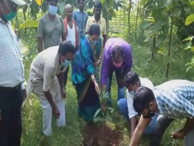 बेरो: बेड़ो में सेवा सप्ताह कार्यक्रम के तहत पूर्व विधायक ने किया पौधरोपण #पूर्व_विधायक #पौधरोपण
