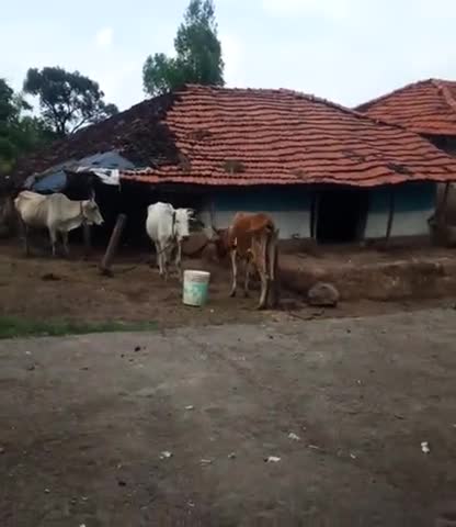 परसिया: #golu parteti ﻿#video download