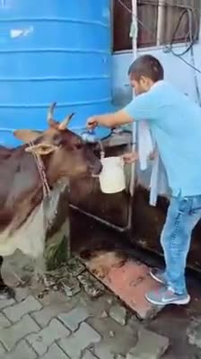 #मान्यता_है_कि
जीवन की समस्त #परेशानियों से छुटकारा पाना है तो #गौमाता की सेवा करे।