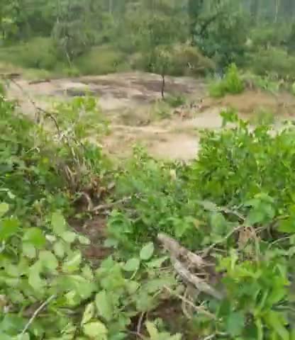 खडगवां: बंजारी डांड की जंगल में अतिक्रमण किया जा
रहा है forest wale कोई ध्यान नहीं दिया गया है आज तक#forest #koriya