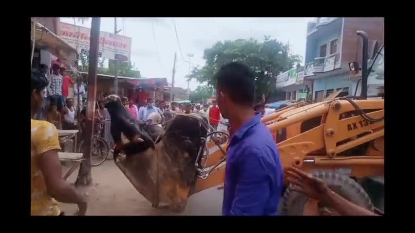 मैनपुरी: घिरोर नगर मेंं नगर पंचायत ने कड़ी मशक्कत के साथ सांड पर पाया काबू, जेसीबी में लादकर भेजा गौशाला #नगर_पंचायत