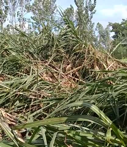 बहेड़ी: तेज हवा के साथ बारिश होने से गन्ना और धान के लिए नुकसान।#किसान #Farmer #ganna