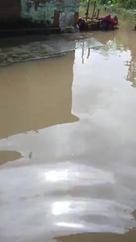 ठाकुरगंगटी: ठाकुरगंगती प्रखंड के खरखौदिया पंचायत में बाढ़ पीड़ित।
सुबोध साह का घर! #block development officer