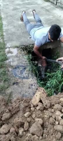 शामली: शामली के मोहल्ला पीरशाह विलायत में नाले में गिरे गोवंश को बजरंग दल के नेता ने निकाला #बजरंग_दल