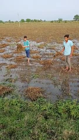 राजगढ़: #राजगढ  #किसानों की फसल हुए खराब