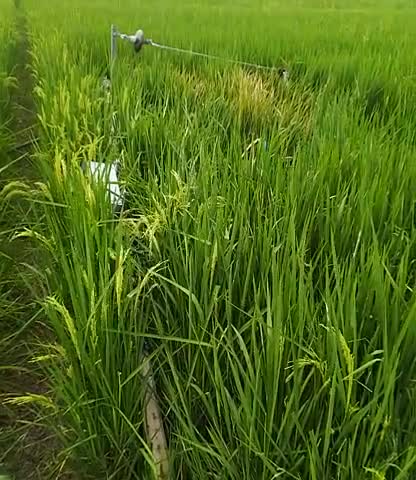 सरमेरा: bihar sharif#manpur thana # gaon dhanuki#asthawan balwapar bijli office k taraf se koi karwayahi nhi hua h