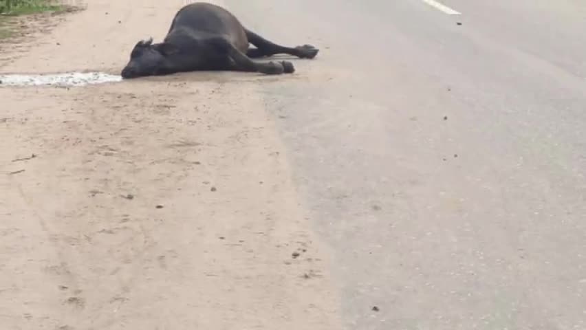 तिलौथू: तिलौथू प्रखंड के रोहतास से डेहरी को जाने वाले एनएच-2सी पर अज्ञात वाहन की टक्कर से 2 भैसों की मौत #सड़क_हादसा #अनदेखी