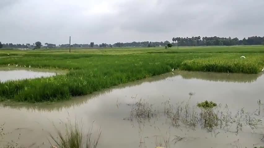 बेन: लगातार बारिश के कारण धरहरा गांव में धान की फसल को हुआ काफी नुकसान, सदमे में हैं किसान #खेती_किसानी