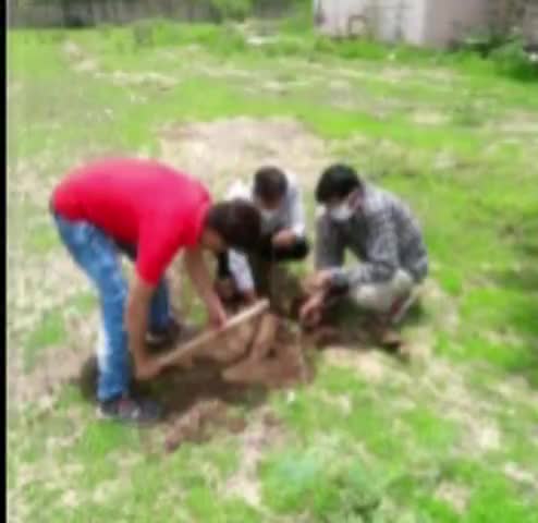 भूपालसागर: ग्राम पंचायत अनोपुरा क्षेत्र स्थित विद्यालय में छायादार पौधों का किया गया रोपण #पौधरोपण