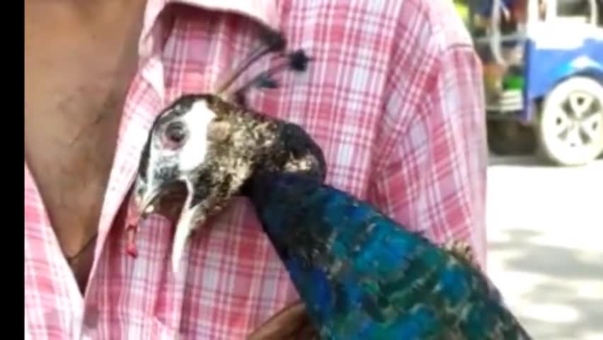 पट्टी: तरदहा गांव में टेंपो से टकराकर घायल हुए मोर की हुई मौत, ग्राम प्रधान ने करवाया अंतिम संस्कार #मौत #मोर