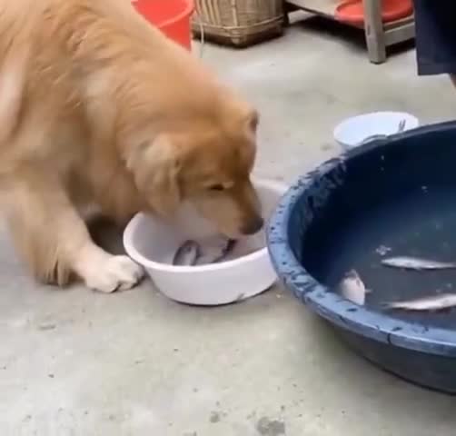ग्वालियर गिर्द: virial video: टब मैं तड़प रही थी मछलियां तभी डॉग ने बचाई जान #virial #fish #video #dog