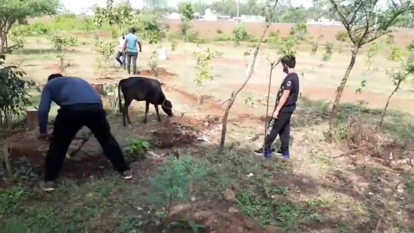 गुना नगर: एनसीसी कैडेटों ने स्मृति वन में वृक्षारोपण कर मनाई गांधी जयंती #गाँधी_जयंती