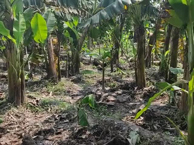 समेली: bakhri gav ka kela khet me kam karte majdur#﻿@####bakhri