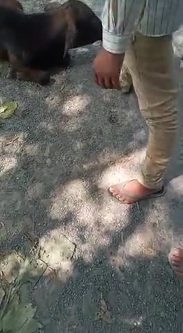 देेेवरिया: देवरिया जिले के पिपरा गाँव मे एक बछड़े का डाक्टर विरेन्द्र सिंह जीने किया ईलाज ये दो दिन से रोड पर गिराथा #नरेन्द्र_मोदी