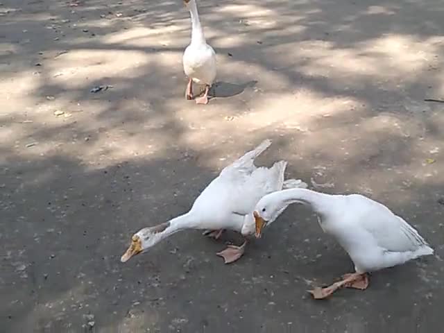 बिदुपुर: #Indian Duck#king of india