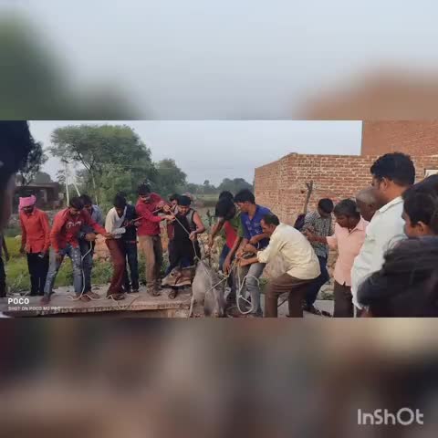 खनियाधाना: कुँए में गिरे बछड़े को ग्रामीणों ने रेस्क्यू कर निकाला
#patrakaarji #पत्रकारजी #muhari