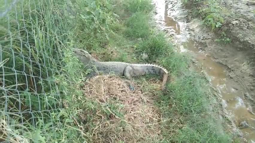 खण्डार: #खंडार- बहरावंडा खुर्द कस्बे2के समीप खेतों में मगरमच्छ के आने से मचा हड़कंप, वन विभाग ने रेस्क्यू कर जंगल में छोड़ा।
