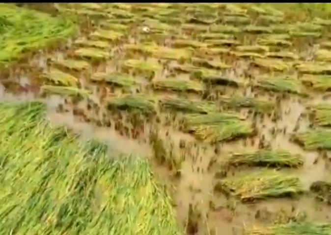 बड़ेराजपुर: बड़ेराजपुर प्रखंड में बेमौसम बारिश से धान की फसल हुई बर्बाद, अन्नदाता को फसल बीमा व सरकार से है मदद की आस #किसान_परेशान