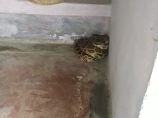 जवा: manoj kumar gupta unke ghar १० fir ka aaj ghar nikla hai#इमरती_देवी #कमलनाथ