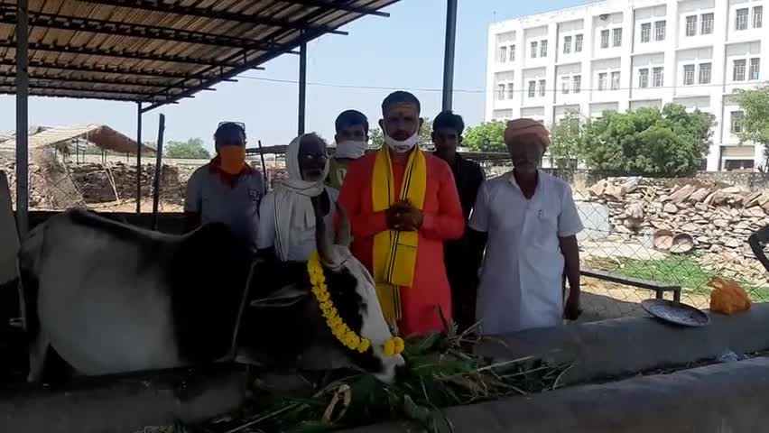 भाजपा राजस्थान के प्रदेश अध्यक्ष श्री सतीश जी पूनिया के जन्मदिवस पर आज #तालेड़ा के पास तुलसी गाँव गौ पूजन कर गौ सेवा की