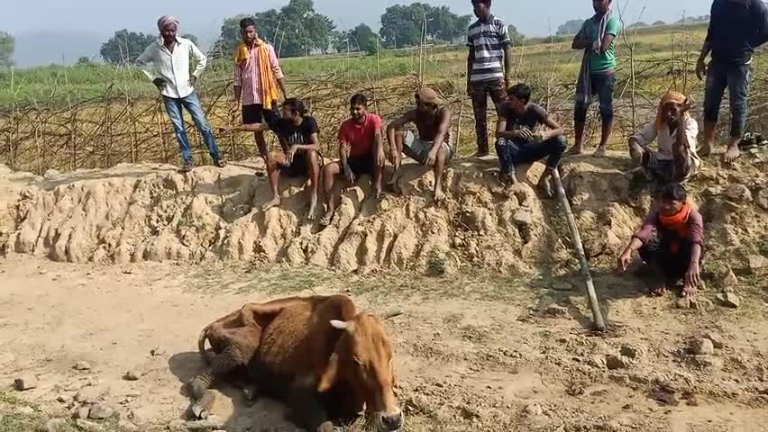 खैरा: पिछले दो दिनों से गाय फंसी थी दलदल में। युवाओं के सहयोग से गाय को सुरक्षित निकाला गया बाहर। #पशु सेवा