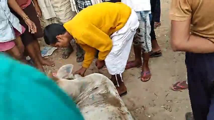 मधुबन: मर्यादपुर बाजार में बोलोरो ने मारी बछड़े को टक्कर बछडा़ घायल #मर्यादपुर#रामपुर#मधुबन#मऊ﻿@﻿Publicapps