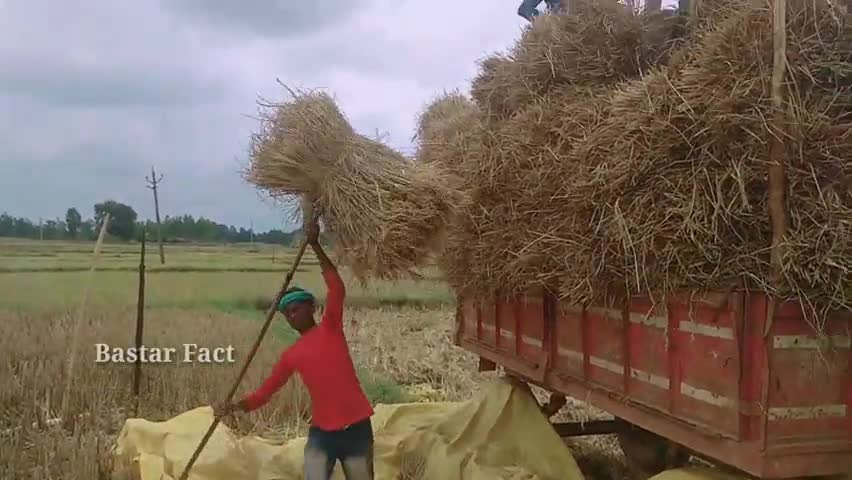 कोंडागांव: बस्तर के कोण्डागाँव जिला में आज भारी बारिस होने की संभावना, फसल हो रहे हैं बरबाद!
#बस्तरमौसम #फसल_बरबाद #धानफसल #छग