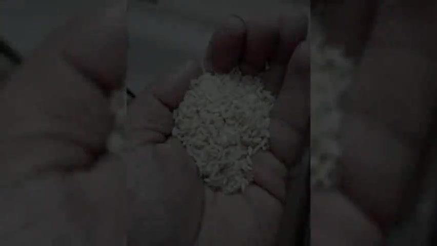गोरखपुर: भगवान् बुध्द के काल 600 BC का अनोखा खुशबुदार चावल ,कला नमक ,गोरखपुर मे बासमती चावल की तरह खूब पसंद किया जा रहा हैं #ODOP
