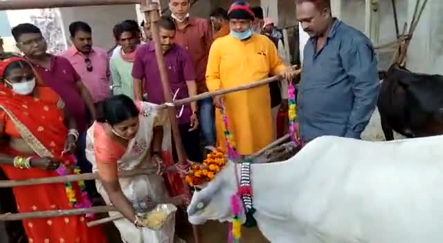 राजनांदगांव: राजनांदगांव नगर निगम कन्हारपूरी कांजीहाउस में गौवर्धन पुजा कर गौ माता को खिलाड़ी खिलाया
#Annakoot
#Diwali2020